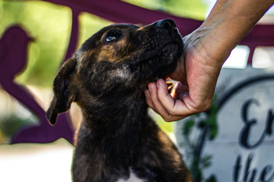 Easy Ways to Help Your Rescue Stand Out (Even If You’re Doing It All Yourself)